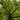 Looking up the trunk of a Acacia Senegal tree into the leaves.