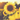 A closeup of a yellow sunflower in a field of sunflowers at sunset.