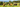 A small herd of cows grazing on a lush green field surrounded by trees with rolling hills in the distance. There is a mix of Jersey and black cross-bread cows.