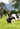 A farmer in the Waikato region of New Zealand pats his Holstein-Friesian cow, which is grazing on green grass. A couple of other cows and green trees are in the background.