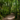 The upper canopy of the towering Californian Redwoods, Larch, and other species of trees provides shelter and shade to a kaleidoscope of ferns, shrubs, flowers, and fungi in this forest in Rotorua, New Zealand.