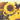 A closeup of a yellow sunflower in a field of sunflowers at sunset. 